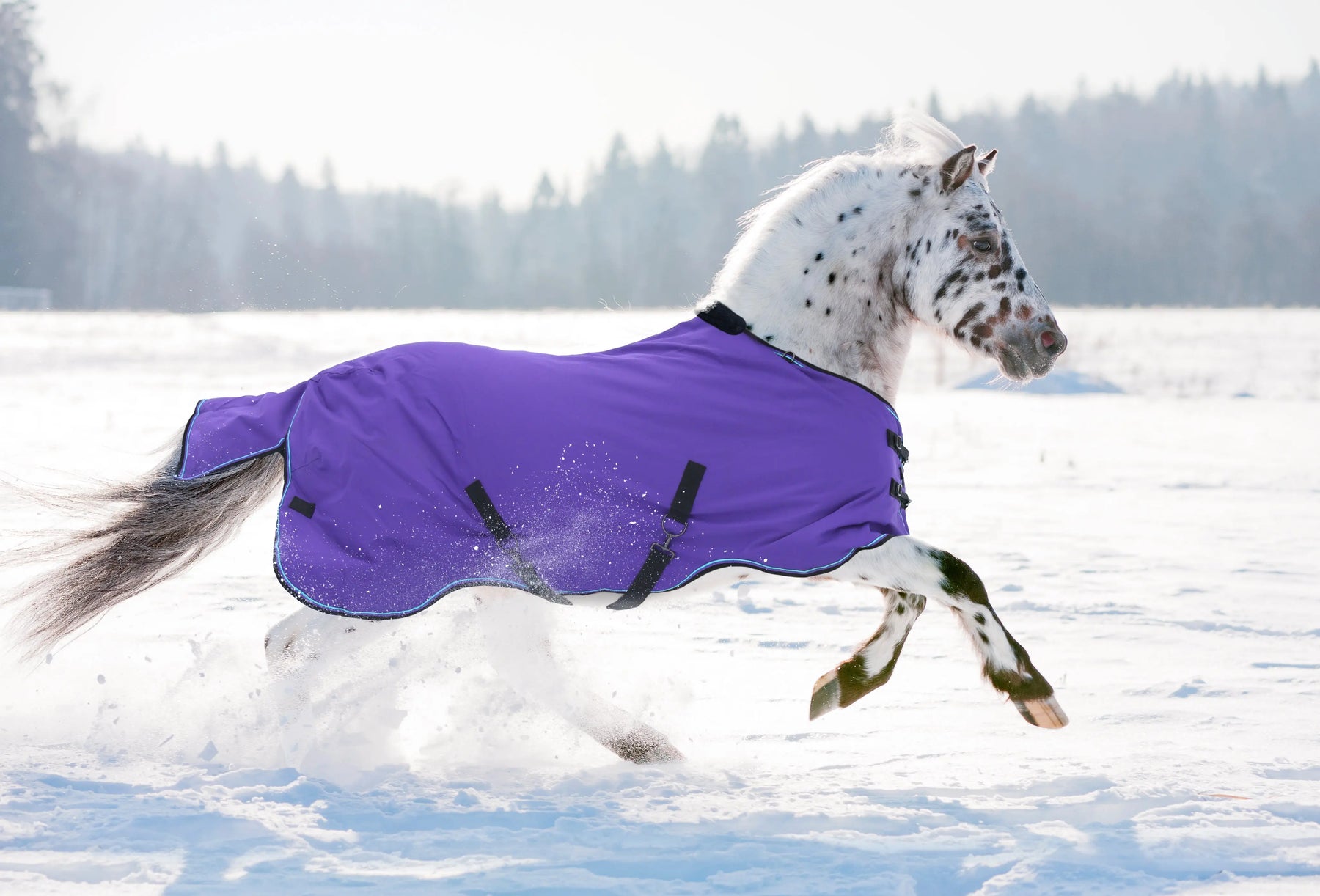 Properly-Adjusting-a-Horse-Blanket-for-Safety-Security Kensington