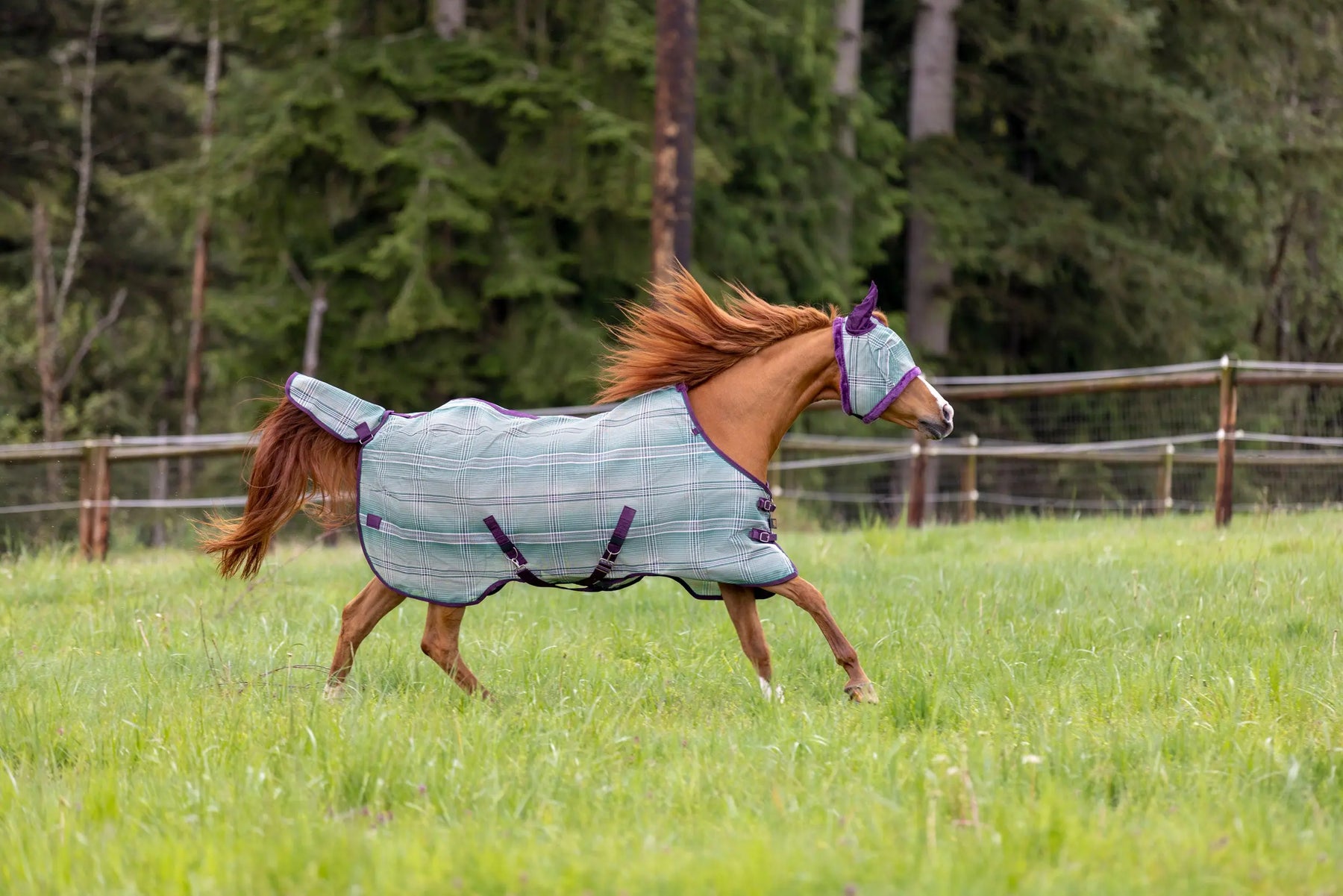 Health-Alert-Vesicular-Stomatitis-in-Horses Kensington