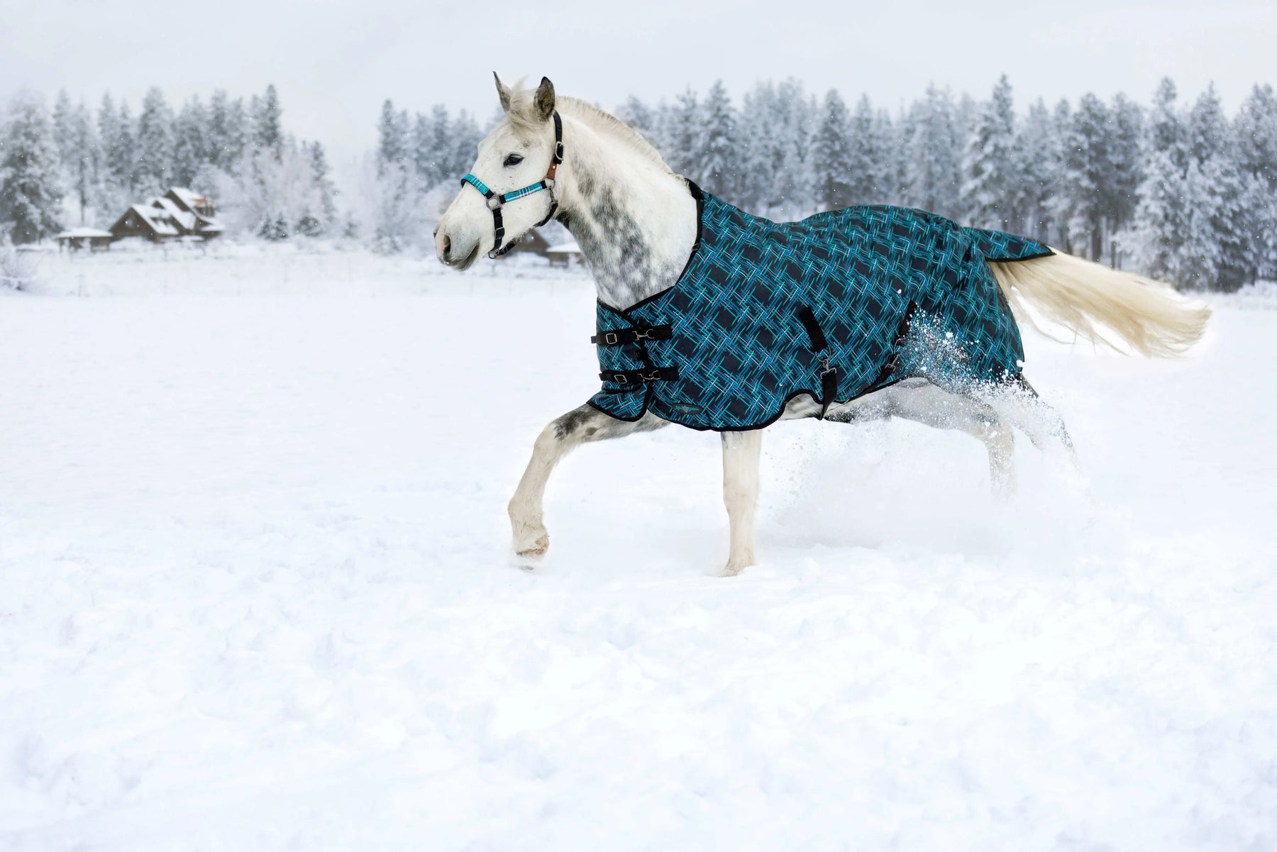 How-to-Choose-the-Right-Winter-Blanket-for-Your-Horse Kensington