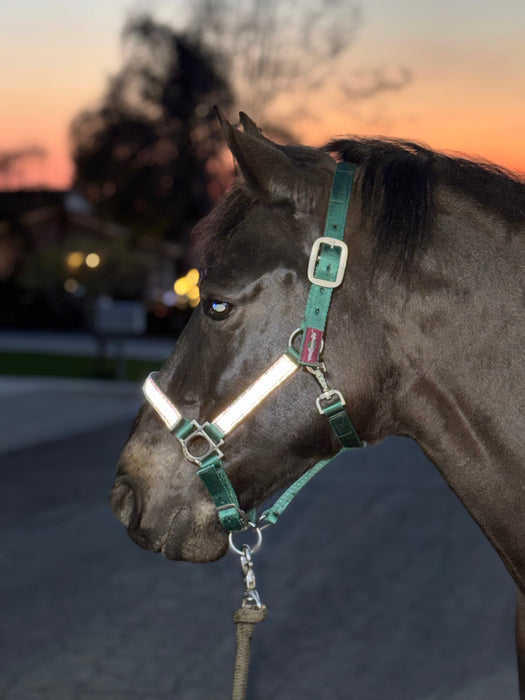 Shine Bright, Stay Safe: Reflective Material Now Added to Kensington’s Premium Halters