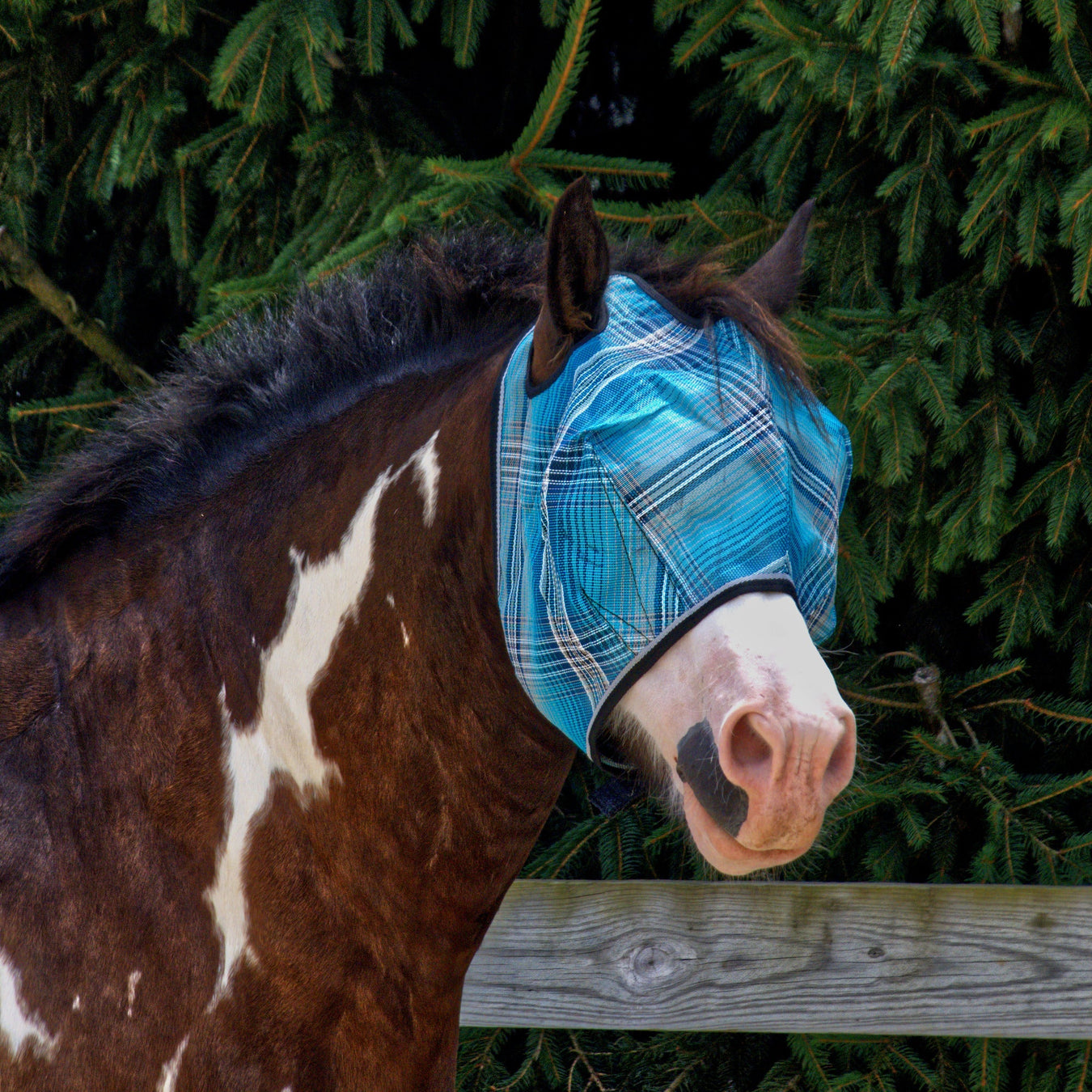 All Draft Horse Pony Mini UV Fly Mask