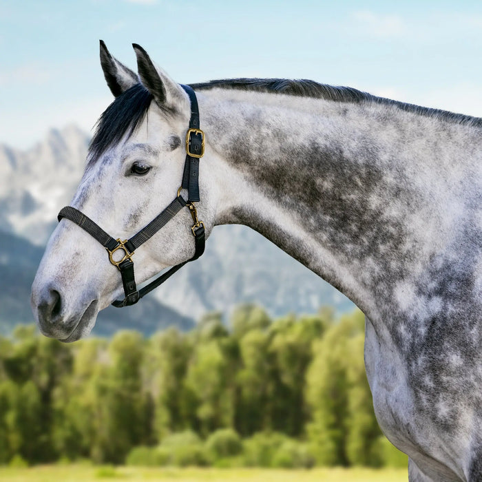 Reflective Nylon Halter with Textliene Kensington Protective Products