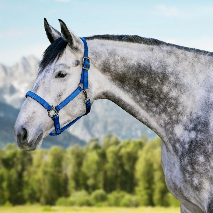 Reflective Nylon Halter with Textliene Kensington Protective Products