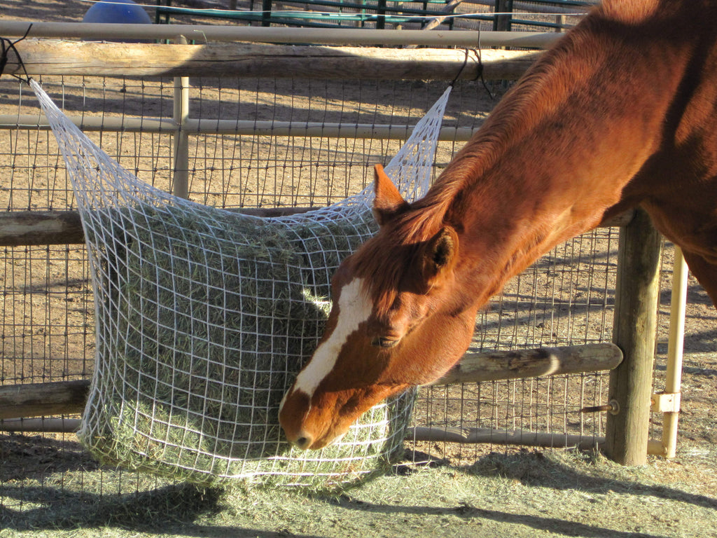 Slow Feed Extended Day Net Freedom Feeder Capacity 2 String Bale Kensington