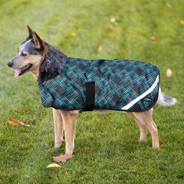 Dog in winter dog coat