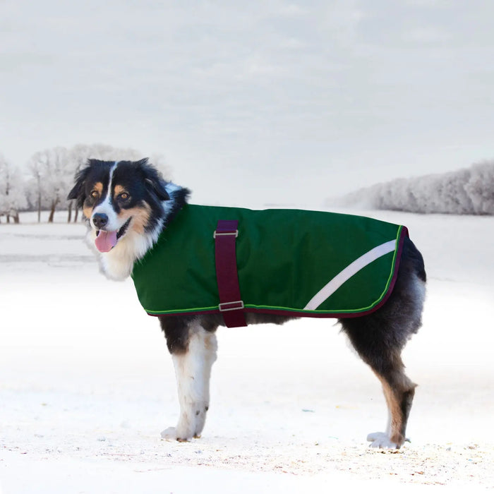 Dog in winter dog coat