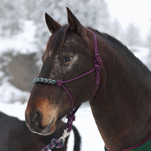 Plum and hunter clinician rope halter on brown horse.