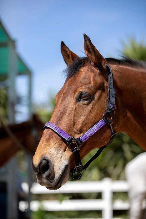 Reflective Nylon Halter with Textliene Kensington Protective Products