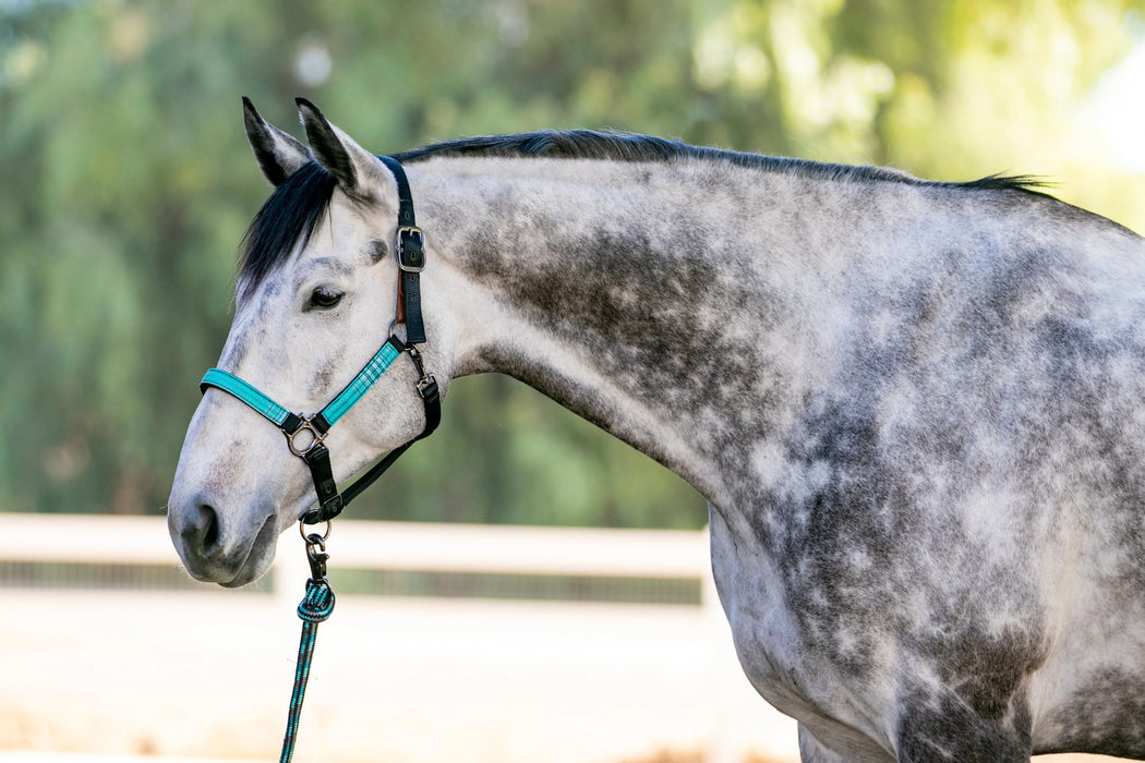Reflective Breakaway Nylon Halter with Textliene Kensington Protective Products