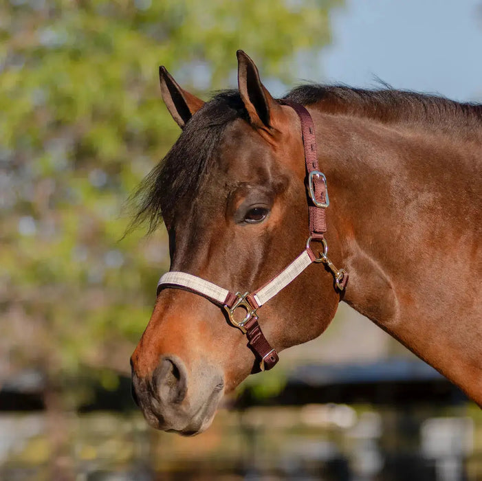 Reflective Nylon Halter with Textliene Kensington Protective Products