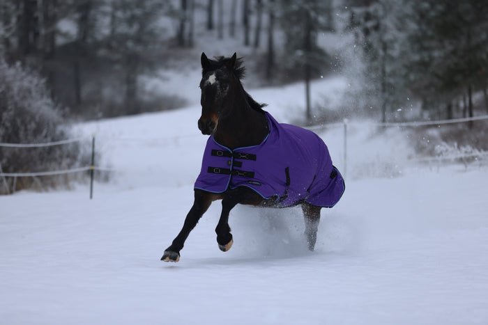 How to Know if Your Horse Needs a Blanket