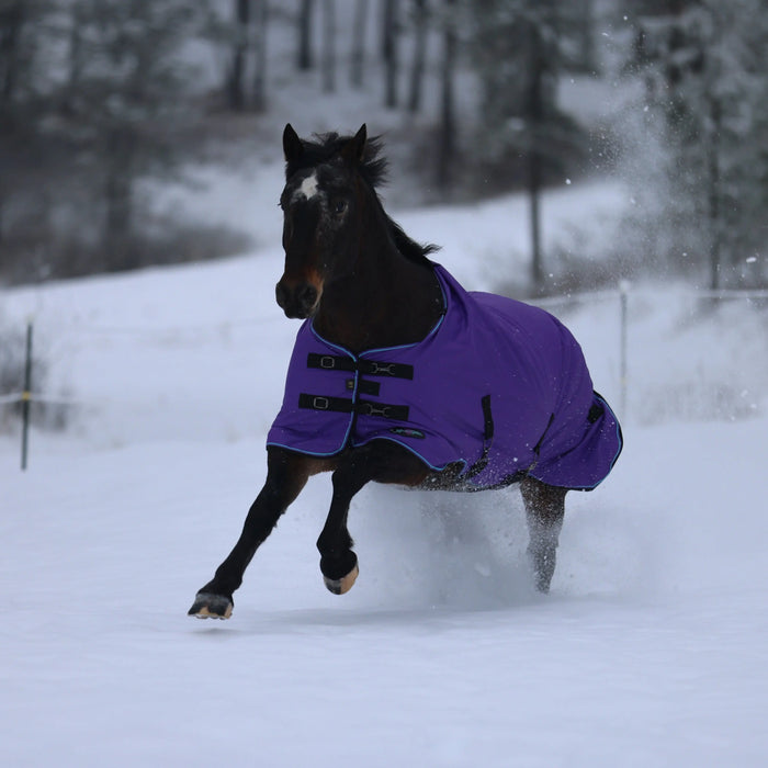 How-to-Know-if-Your-Horse-Needs-a-Blanket Kensington