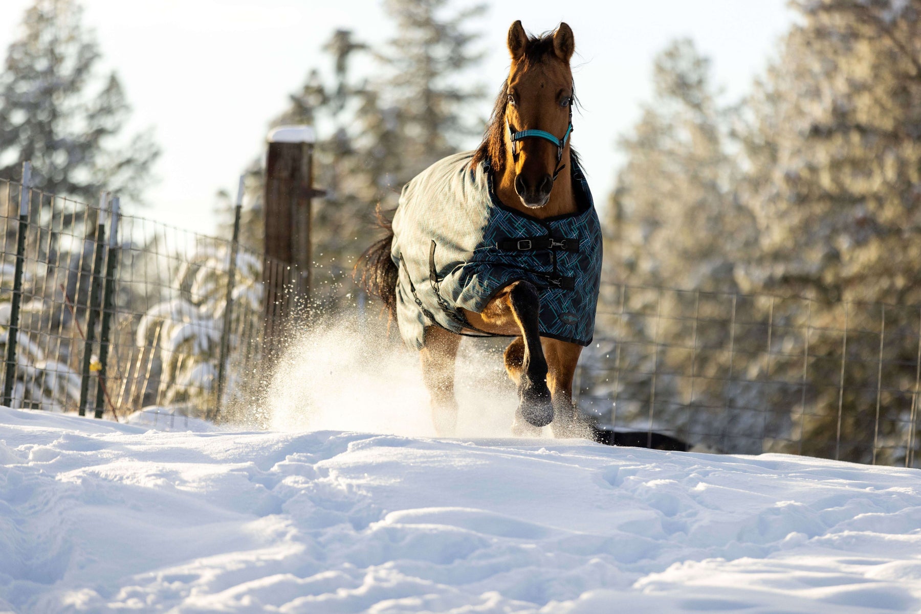 A Guide to Caring for Waterproof Horse Turnout Blankets