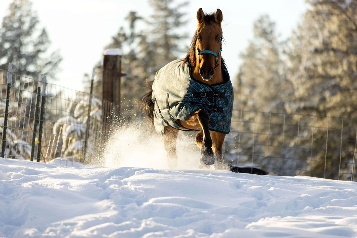 Premium Waterproof Black Horse Turnout Blanket main image 1