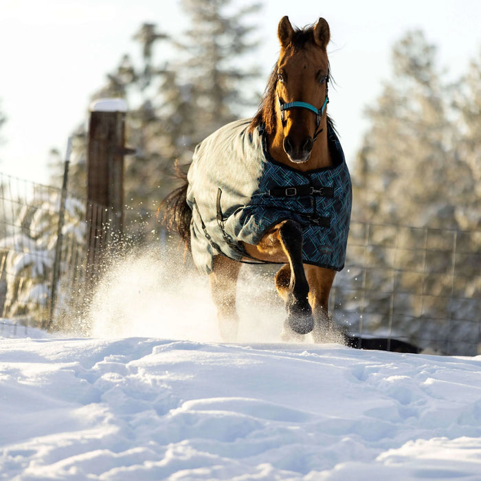 A-Guide-to-Caring-for-Waterproof-Horse-Turnout-Blankets Kensington