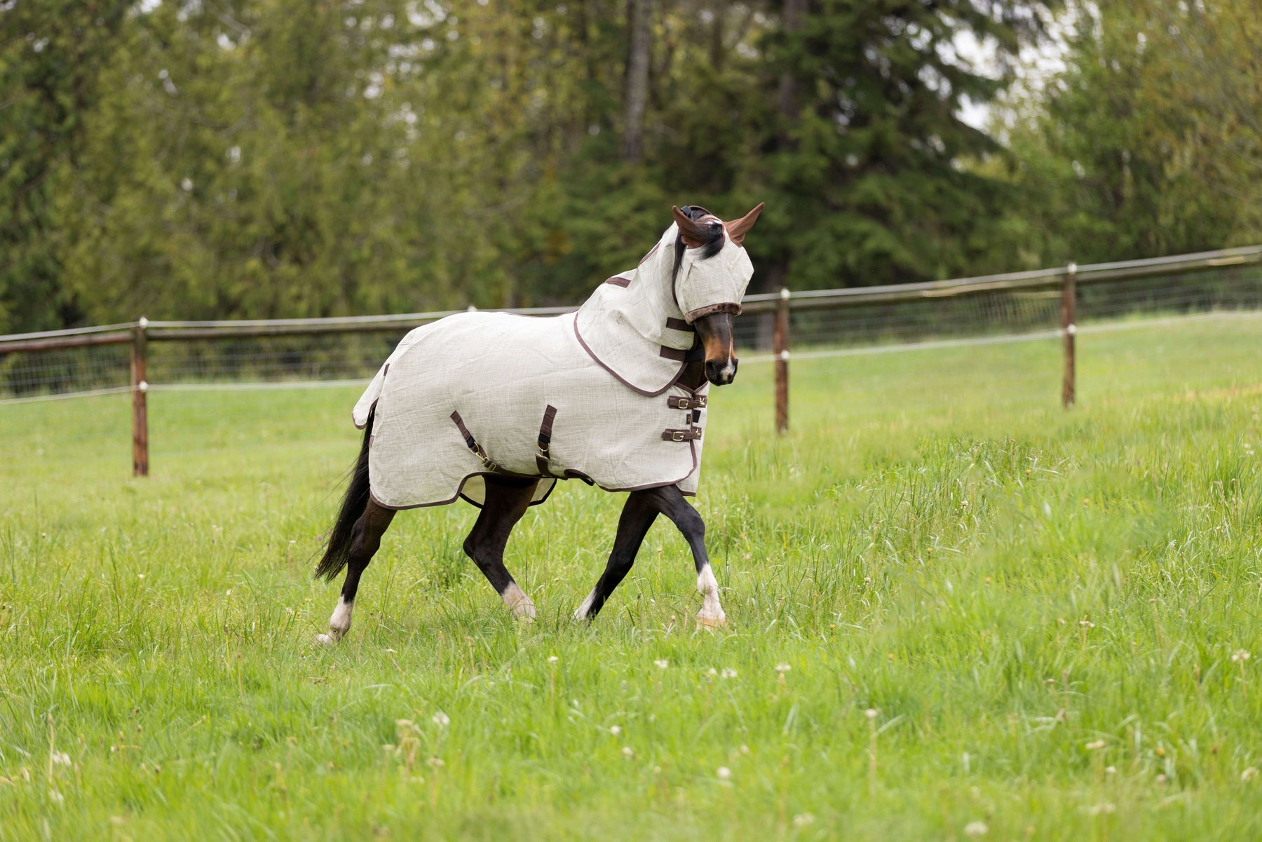 Choosing a Fly Sheet for Your Horse