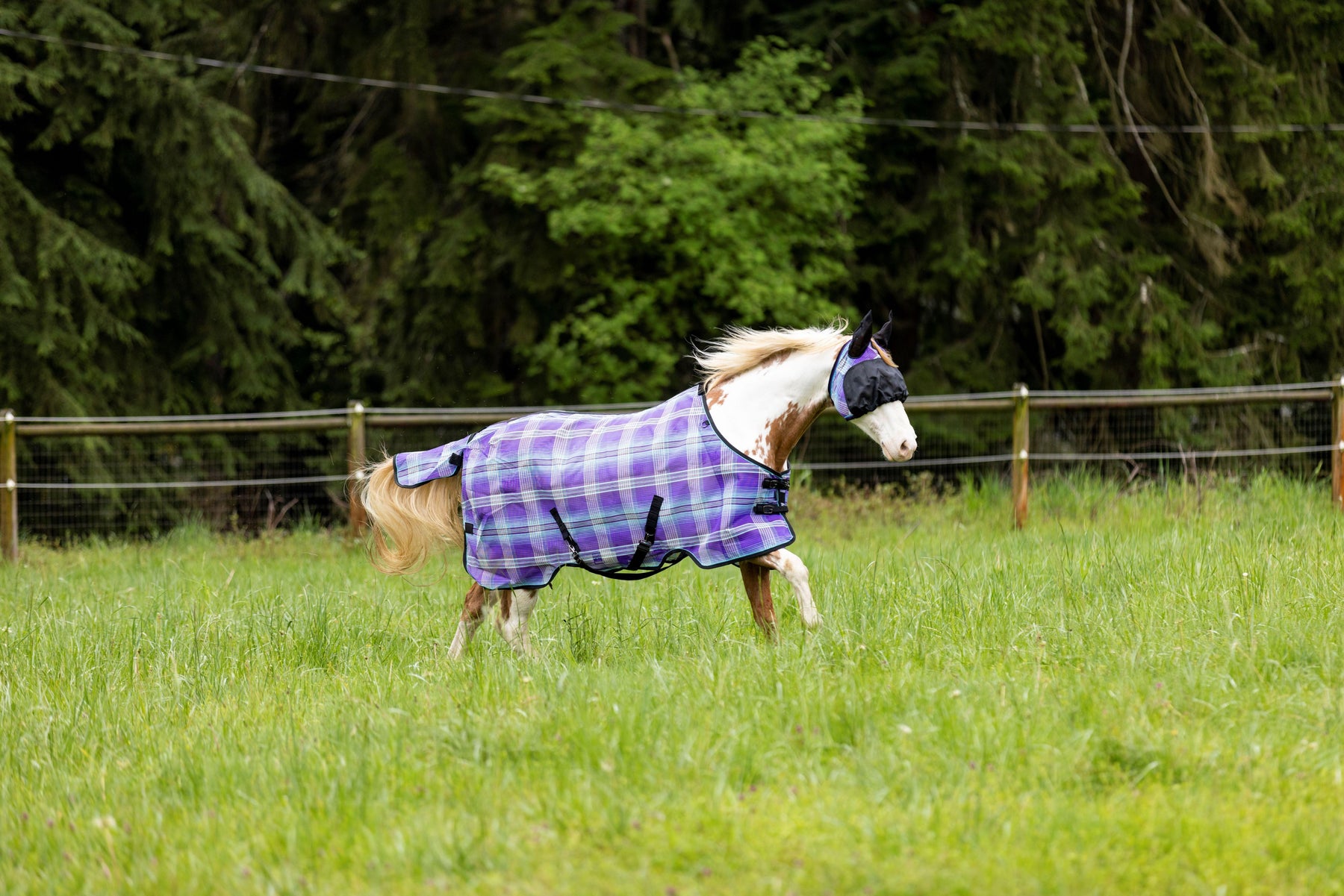 The Importance of UV Protection for Horses