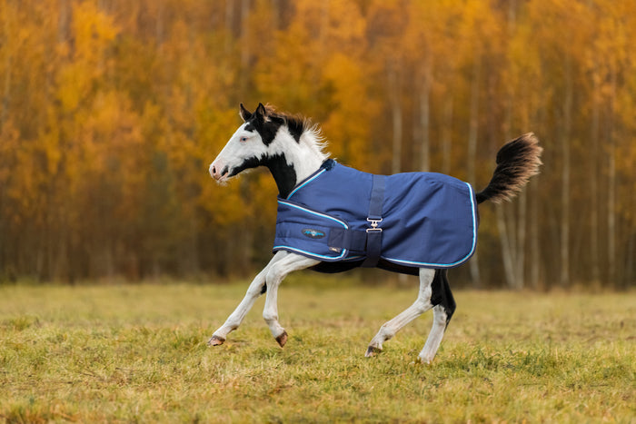 The Importance of Blanketing Foals: Ensuring Proper Thermoregulation for Young Equines