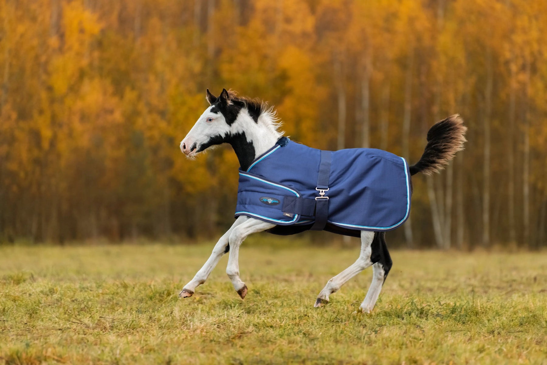 The-Importance-of-Blanketing-Foals-Ensuring-Proper-Thermoregulation-for-Young-Equines Kensington