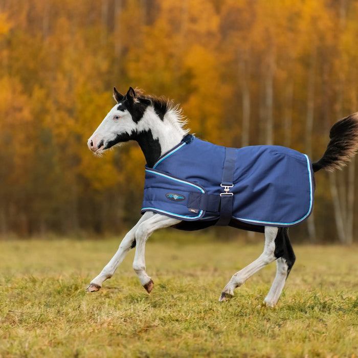 The-Importance-of-Blanketing-Foals-Ensuring-Proper-Thermoregulation-for-Young-Equines Kensington