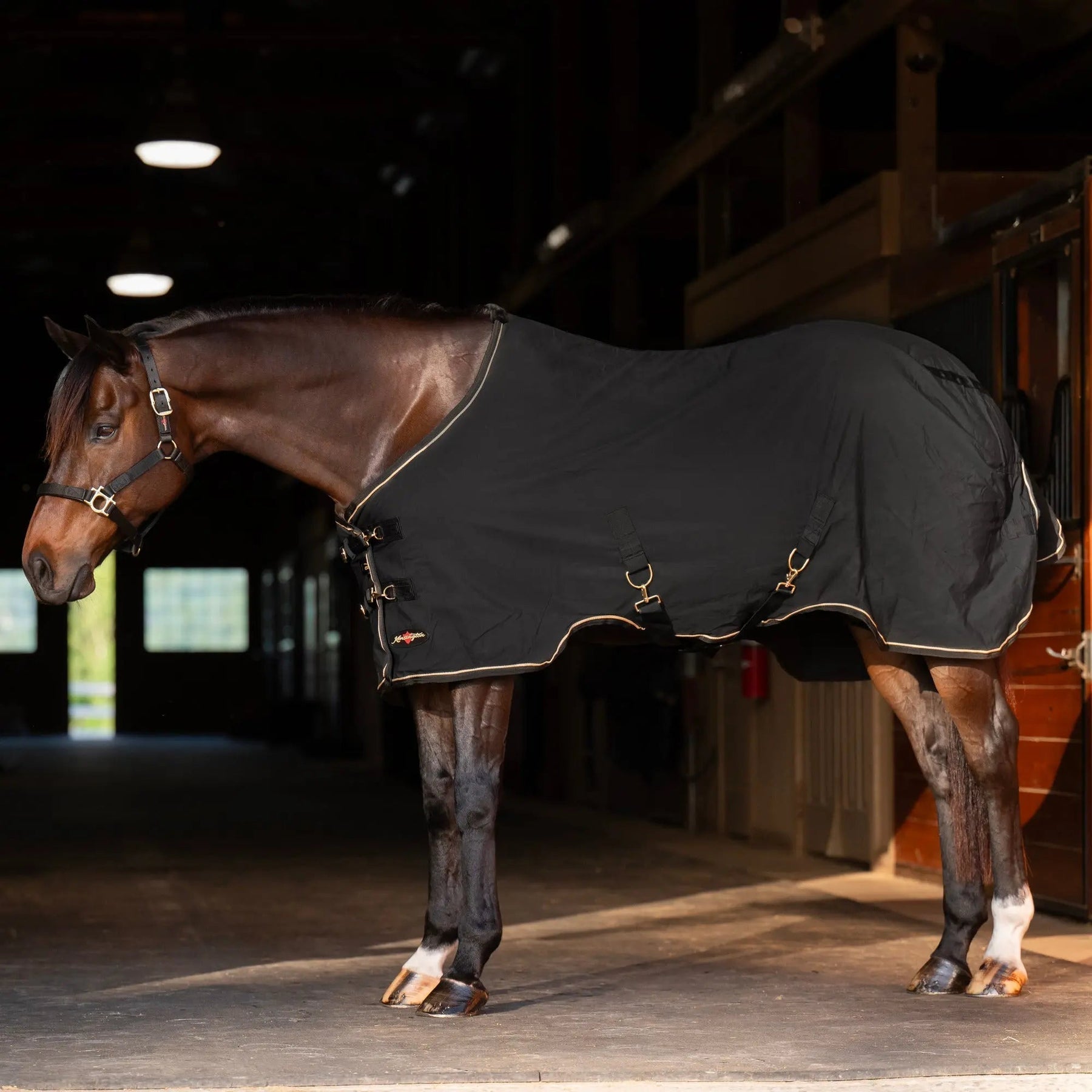 The In-Between Blanket: Why Every Horse Needs a Cotton Sheet
