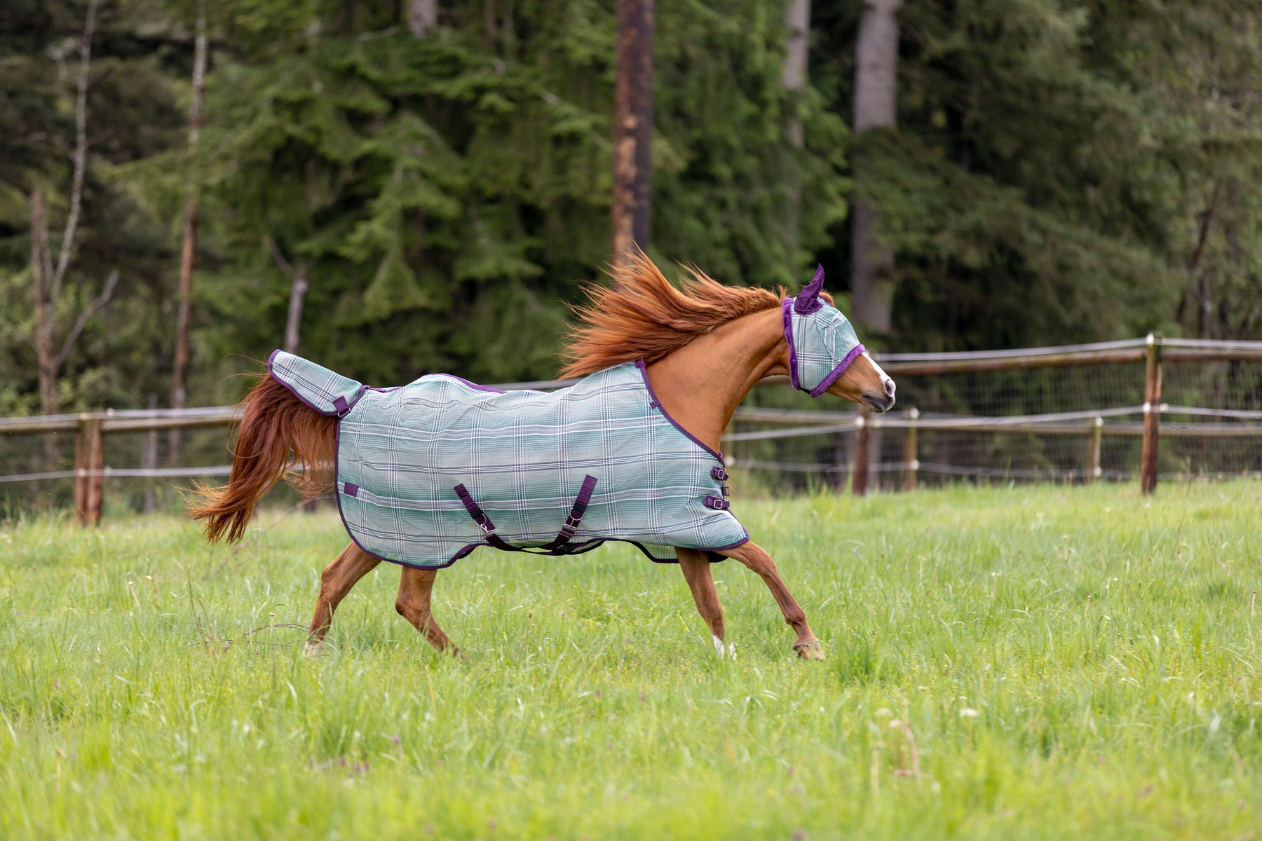 Health Alert: Vesicular Stomatitis in Horses