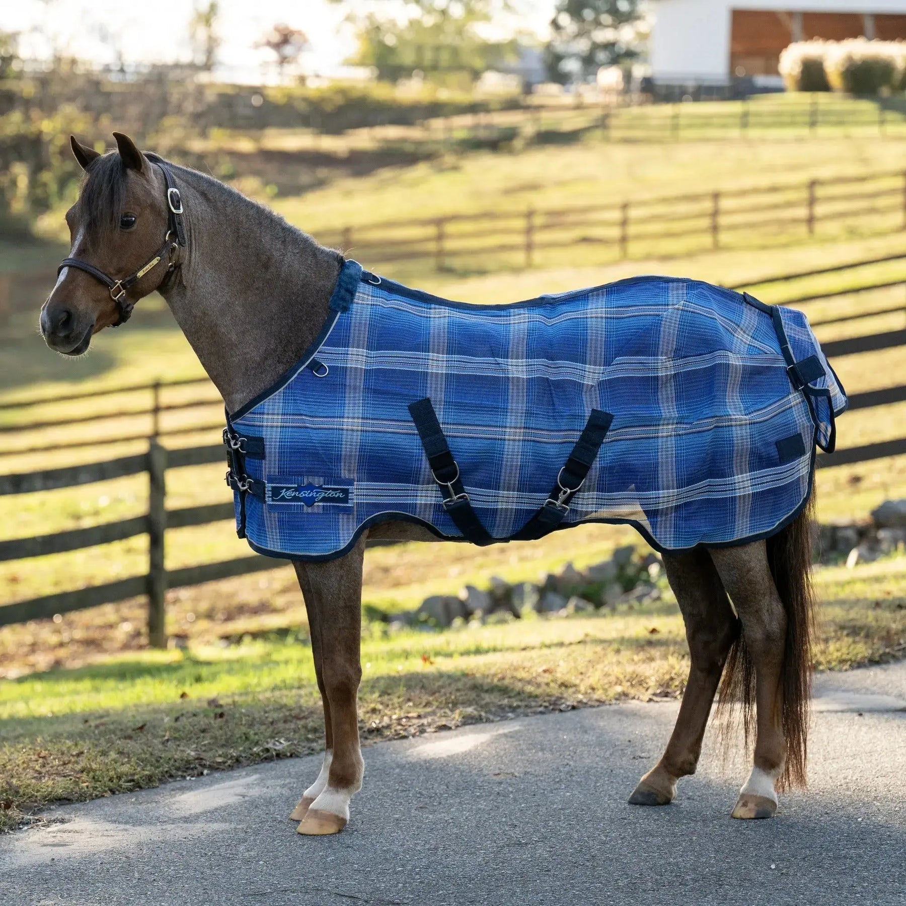 Can you put a fly sheet on a wet horse? Kensington
