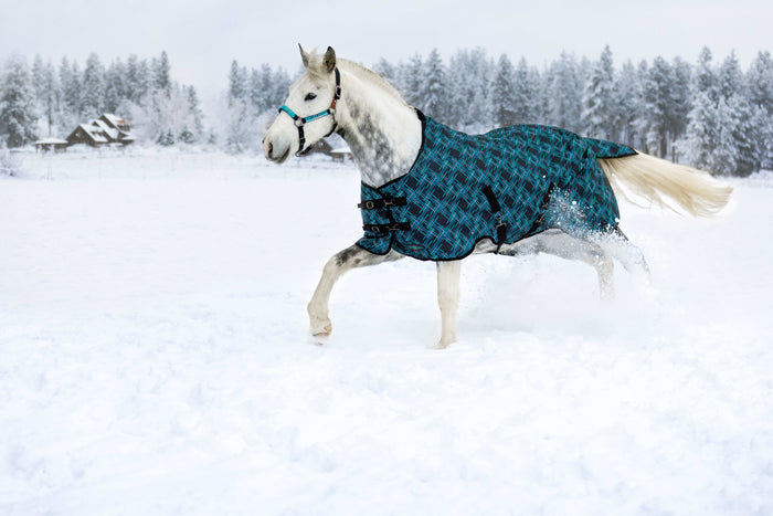 How to Choose the Right Winter Blanket for Your Horse