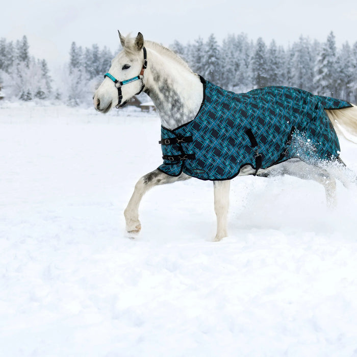 How-to-Choose-the-Right-Winter-Blanket-for-Your-Horse Kensington