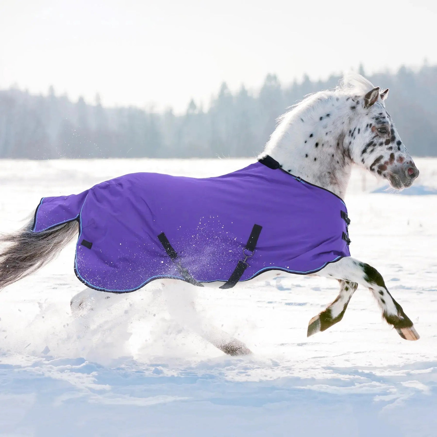 How-to-Inspect-Maintain-Your-Horse-Blankets-Fly-Sheets-for-Longevity Kensington