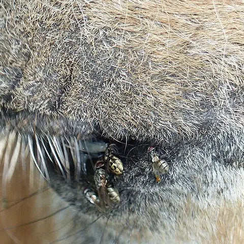 What keeps horse flies away? Kensington