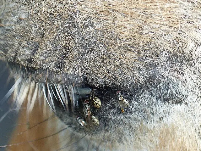 What keeps horse flies away? Kensington