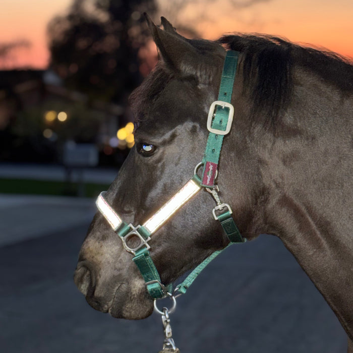 Shine Bright, Stay Safe: Reflective Material Now Added to Kensington’s Premium Halters