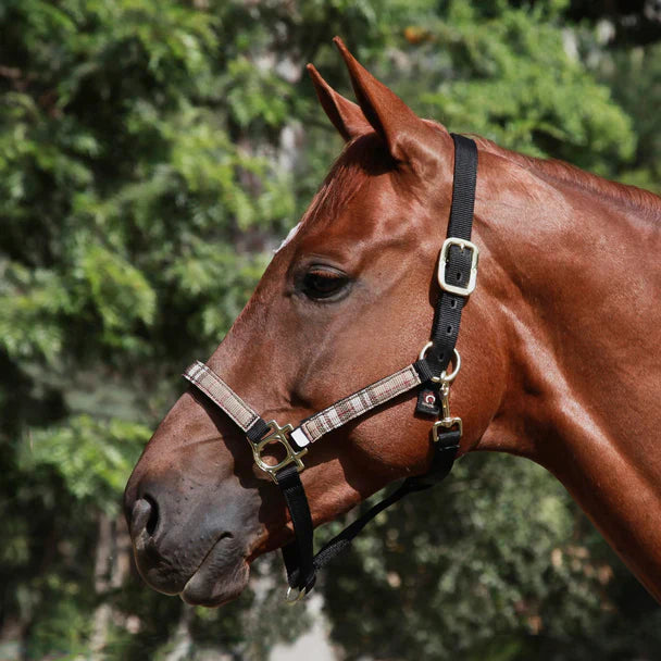 The Kensington Halter with Padded Nose: Ultimate Comfort and Durability for Your Horse