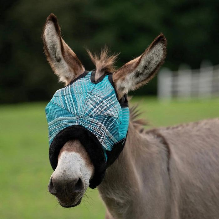 Can donkeys wear fly masks? Kensington