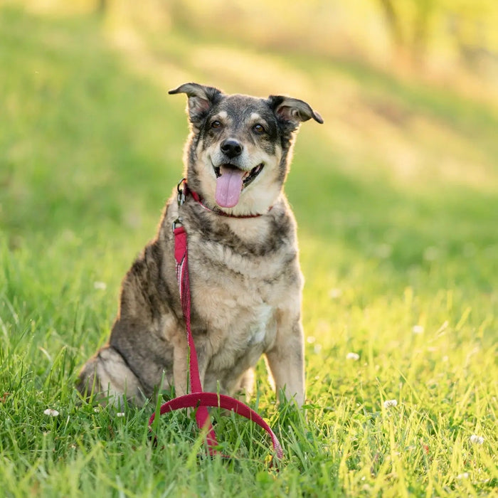 Why Your Dog's Collar Matters More Than You Think