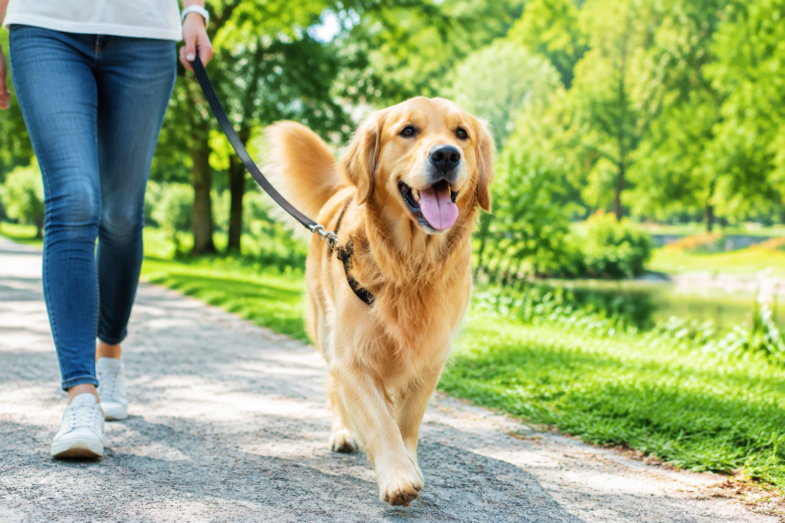 The Best Leash Length for Every Adventure