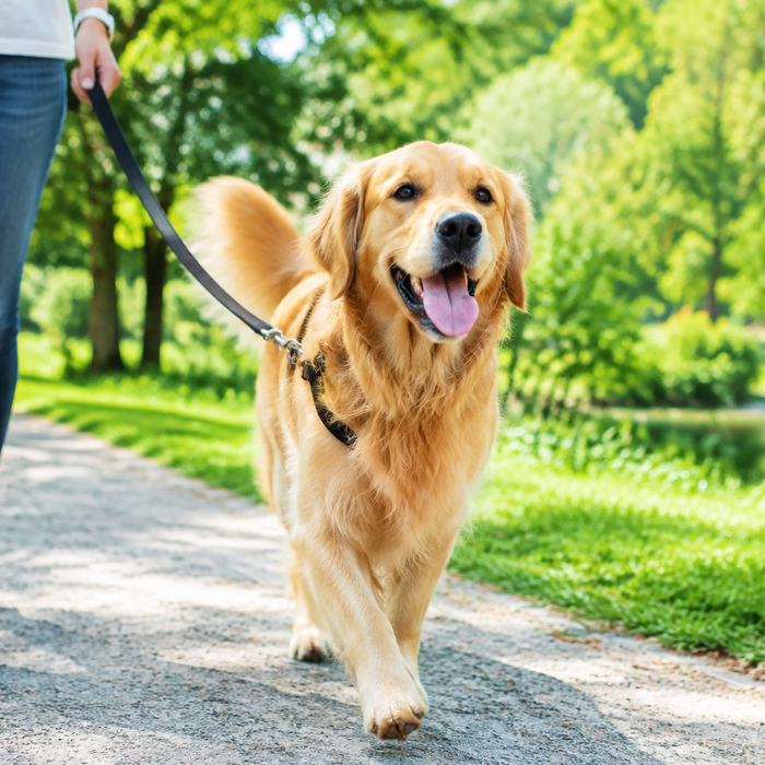 The Best Leash Length for Every Adventure