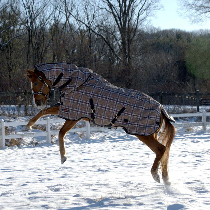 Winter-to-Spring-Shedding-Proper-Blanketing Kensington