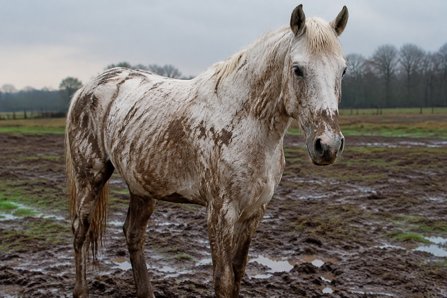 Why White Horses Need the Right Shampoo