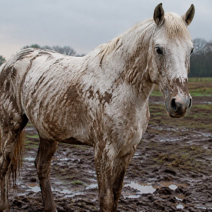 Why White Horses Need the Right Shampoo