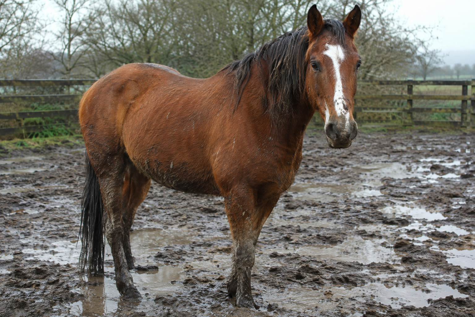 How to Wash a Muddy Horse Without Wasting Water