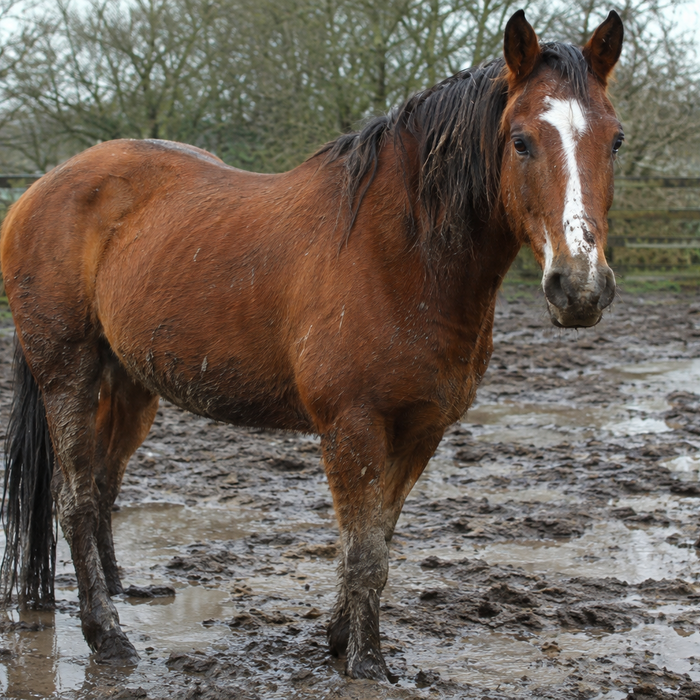 How to Wash a Muddy Horse Without Wasting Water