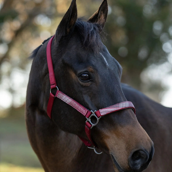 Reflective Breakaway Nylon Halter with Textliene Kensington Protective Products
