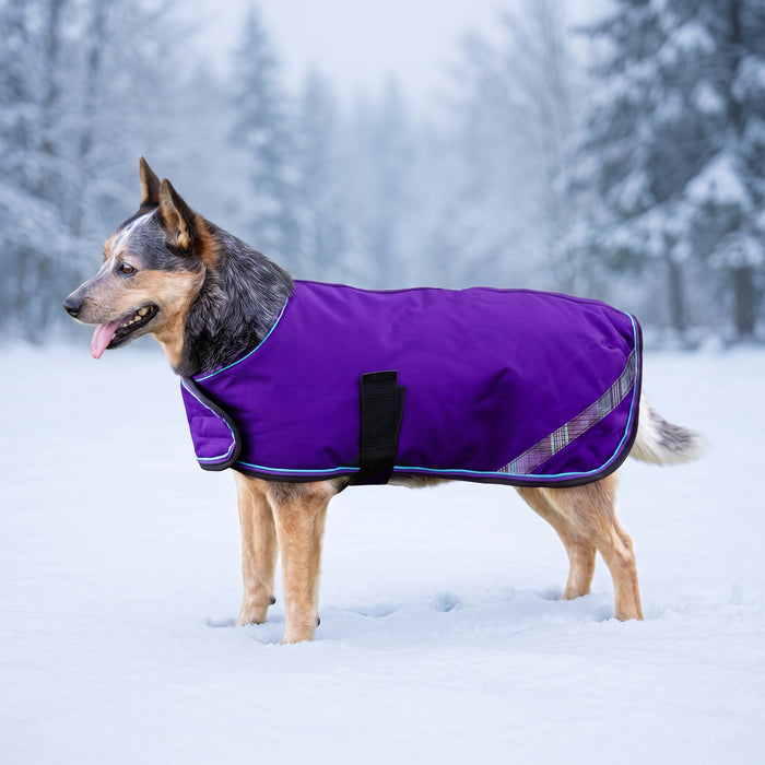 New Winter Dog Coat - 180G Medium Weight - Waterproof & Breathable — P-Purple — main image — 2SCR-L-P