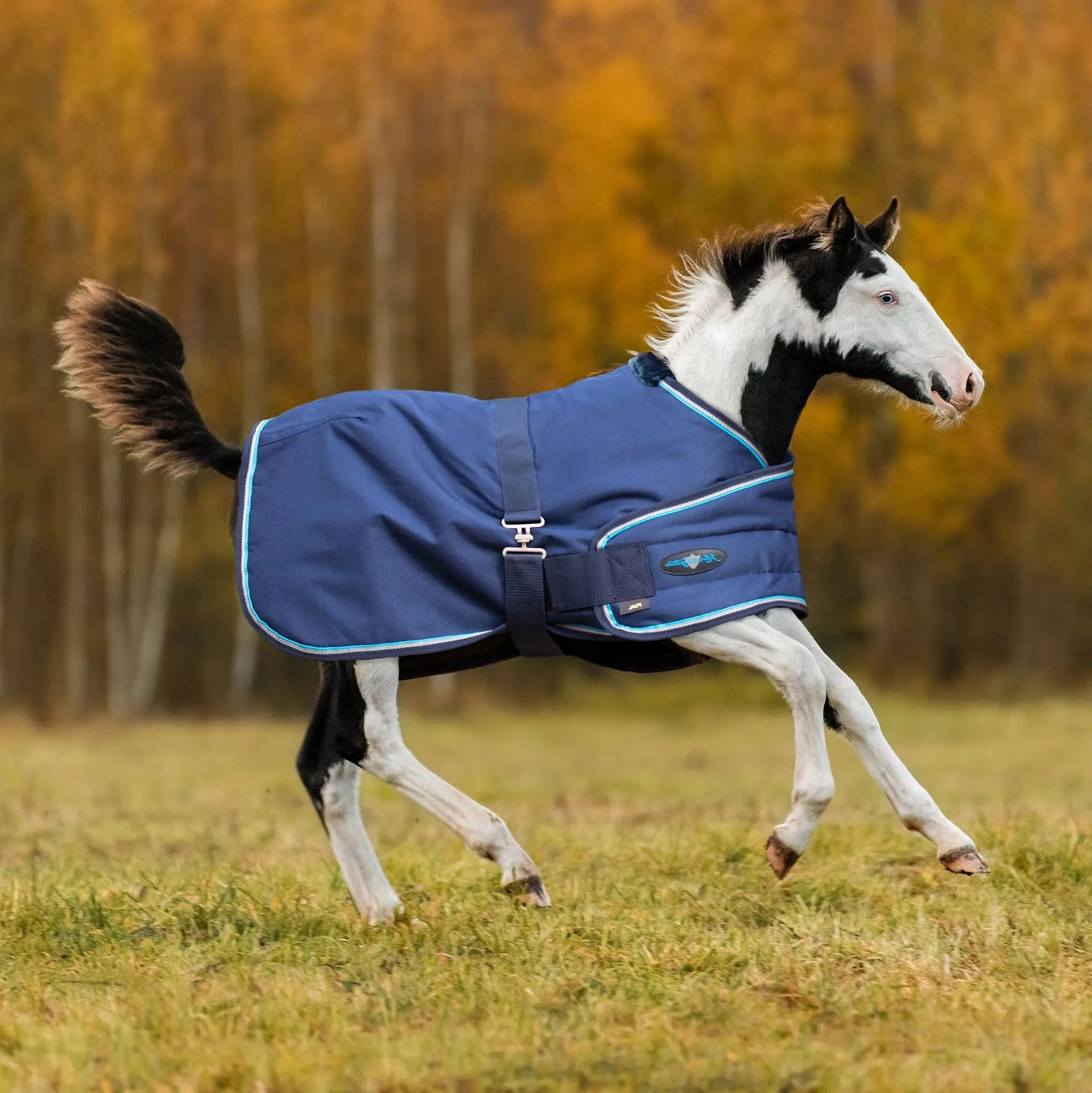 foal winter blanket