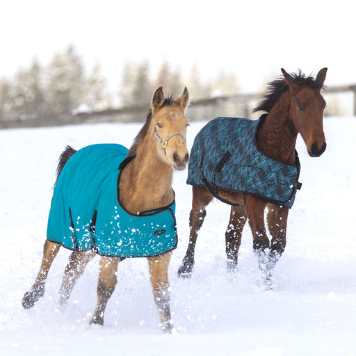 Weanling turnout blanket