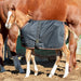 1200D Adjustable Foal 180G Medium Weight Winter Turnout Blanket - Waterproof & Breathable Kensington Protective Products