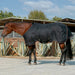 Bundle: Lightweight 80g Winter Horse Turnout Blanket & Blanket Storage Bag Kensington Protective Products