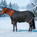 KPP-LATEST-SCR-2026-10|7SCR180-HORSE|H|f07e8a164113e4128cb8